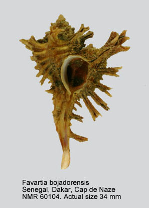 Favartia bojadorensis.jpg - Favartia bojadorensis(Locard,1897)